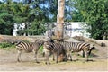 Zebras in the Wroclaw Zoo, Poland Royalty Free Stock Photo