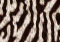 Zebraskin Royalty Free Stock Photo