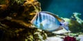 Zebrasoma desjardinii, fish swimming in the ocean, Royalty Free Stock Photo