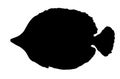 Zebrasoma fish vector black silhouette. a of aquarium fish hand-drawn isolated fish element on a white background for your design