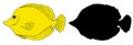 Zebrasoma fish vector set of yellow sketch and black silhouette. a set of aquarium fish hand-drawn isolated fish element