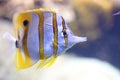 Zebrasoma flavescens, The yellow surgeon fish is a surgeon fish, from the Acanturids family Royalty Free Stock Photo