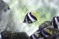 Zebrasoma flavescens, The yellow surgeon fish is a surgeon fish, from the Acanturids family Royalty Free Stock Photo