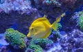 Zebrasoma Flavescens yellow tang Royalty Free Stock Photo