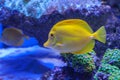 Zebrasoma Flavescens yellow tang Royalty Free Stock Photo