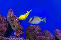 Zebrasoma xanthurum Ã¢â¬â Yellowtail Tang, Blue Tang - Paracanthurus hepatus and yellow tang - Zebrasoma flavescens