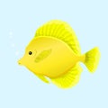 Zebrasoma, yellow sailing fish vector illustration Royalty Free Stock Photo