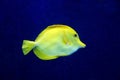 Zebrasoma yellow tang fish in aquarium Royalty Free Stock Photo