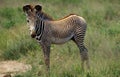ZEBRE DE GREVY equus grevyi Royalty Free Stock Photo
