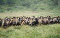 ZEBRE DE GREVY equus grevyi Royalty Free Stock Photo