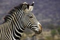 ZEBRE DE GREVY equus grevyi Royalty Free Stock Photo