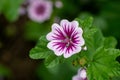 Zebrina mallow (malva sylvestris) flower