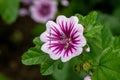 Zebrina mallow (malva sylvestris) flower