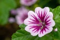 Zebrina mallow (malva sylvestris) flower