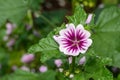 Zebrina mallow (malva sylvestris) flower