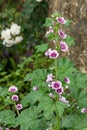 Zebrina mallow (malva sylvestris) flowers