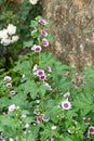 Zebrina mallow (malva sylvestris) flowers