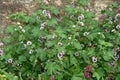 Zebrina mallow (malva sylvestris) flowers