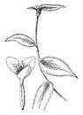 Zebrina Pendula vintage illustration