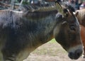 Zebroid