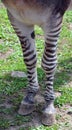 Zebroid legs