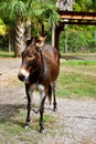 Zebroid a zebra donkey