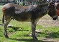 Zebroid