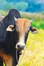 Zebu