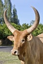 Zebu