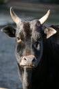 Zebu Royalty Free Stock Photo