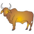 Zebu