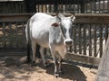 Zebu Royalty Free Stock Photo