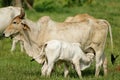 Zebu Royalty Free Stock Photo