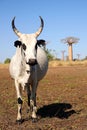 Zebu and baobabs