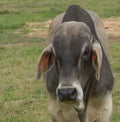 Zebu Brahman bull close up Royalty Free Stock Photo