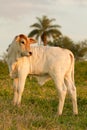 Zebu calf Royalty Free Stock Photo