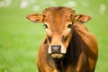 Zebu calf Royalty Free Stock Photo