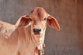 zebu calf in farm,beautiful view of gir gya,gir cow calf,indian Gujarat cow baby view,brown and white colors kakrej cow calf Royalty Free Stock Photo