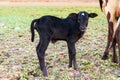 Zebu calf Royalty Free Stock Photo