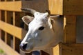 Zebu Calf   708696 Royalty Free Stock Photo