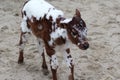 Zebu calf Royalty Free Stock Photo