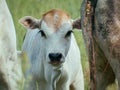 Zebu Calf Standing Between Family Members Royalty Free Stock Photo