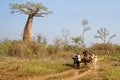 Zebu carriage on the dirt track