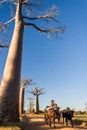 Zebu cart and baobabs