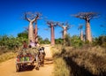 Zebu cart and baobabs