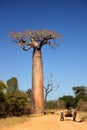 Zebu cart and baobabs