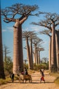 Zebu cart and baobabs
