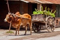 Zebu cart Royalty Free Stock Photo