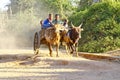 Zebu cart on the sandy road going through the Avenida the Baobab