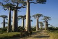 Zebu carts on Avenue of the Baobabs, Madagascar